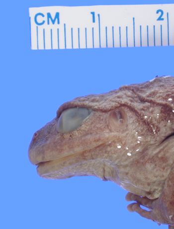Media type: image; Herpetology A-29631